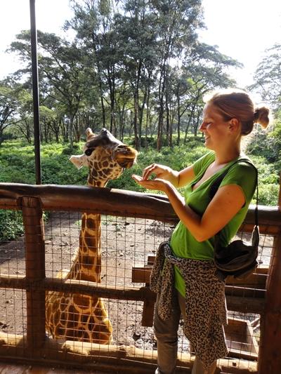 Ich beim Füttern einer Giraffe kenia-naturschutz-freiwillige