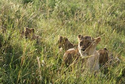 Masai Mara Löwe kenia-naturschutz-lowe