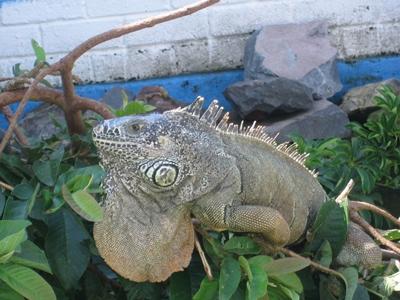 Ein Leguan im Tierpflege - Heim Ein Leguan im Tierpflege - Heim