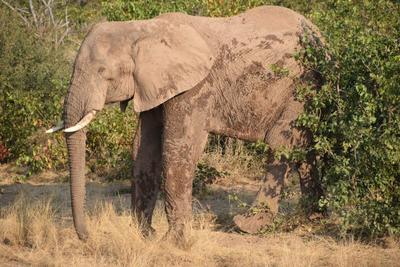 Elefant im Naturschutz-Projekt Natur in Kwa Tuli