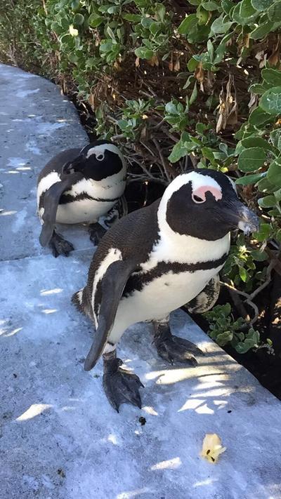 Pinguine am Kap der Guten Hoffnung Natur in Kapstadt Südafrika