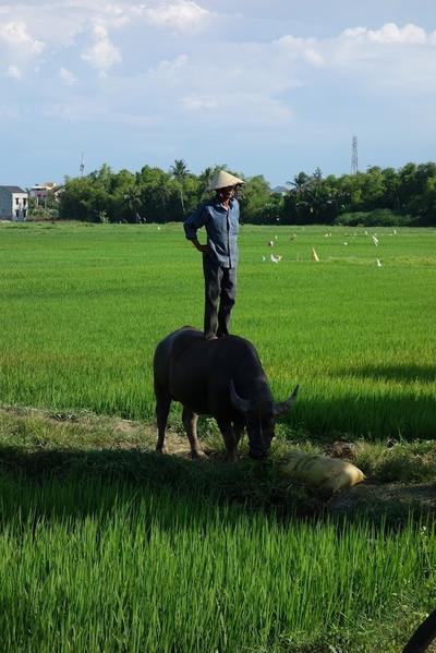 Ein Bauer und sein Wasserbüffel in der Nähe von Hoi Unterwegs in Vietnam, Projects Abroad