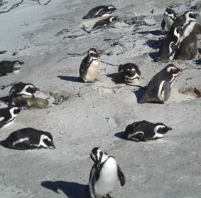 Die „Boulders Pinguine” sudafrika-tierpflege-pinguine