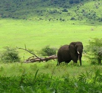 Auf Safari Sozialarbeit Tansania Elefant