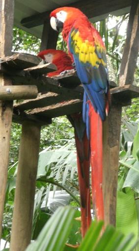 Papagei in freier Wildbahn costa-rica-unterrichten-papagei