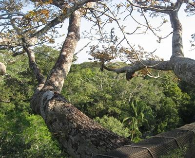 Aussicht von der Canopy-Plattform peru-naturschutz-dschungel