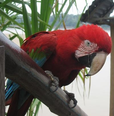 Ara Nacho peru-naturschutz-papagei