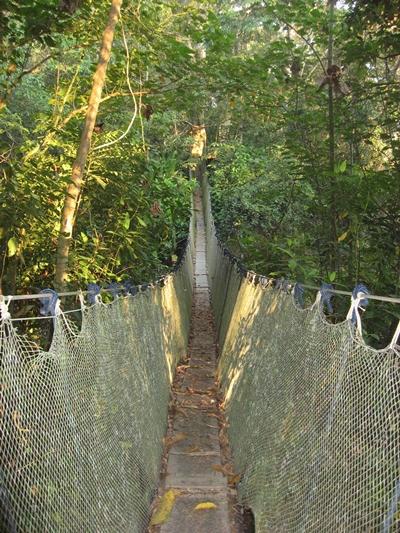 Hängebrücke durch den Regenwald peru-naturschutz-regenwald