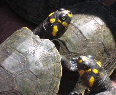 Taricayaschildkröte peru-naturschutz-schildkroten