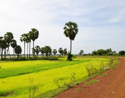 Ausblick auf die Reisfelder kambodscha-khmer-reisfelder