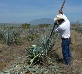 Algavenernte in Tequila mexiko-sozialarbeit-tequila