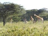 Ich lebe und arbeite mit den Giraffen zusammen kenia-naturschutz-wildlife-safari-giraffen