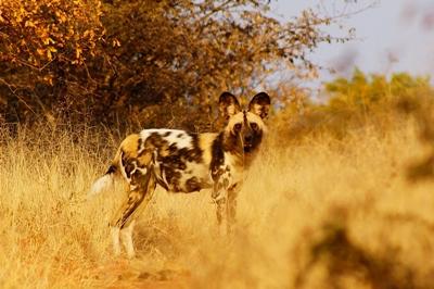 Südafrika-Naturschutz Südafrika-Naturschutz