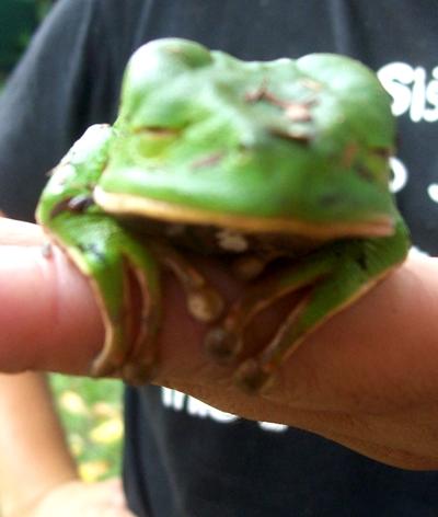 Schau mir in die Augen, Kleines! peru-naturschutz-frosch