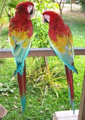 Unsere Papageien peru-naturschutz-papgei