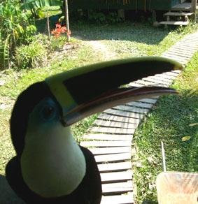 Noch ein Bewohner unserer Veranda peru-naturschutz-vogel