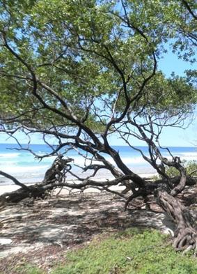 An einem der wunderschönen Strände Costa Rica-naturschutz-strand