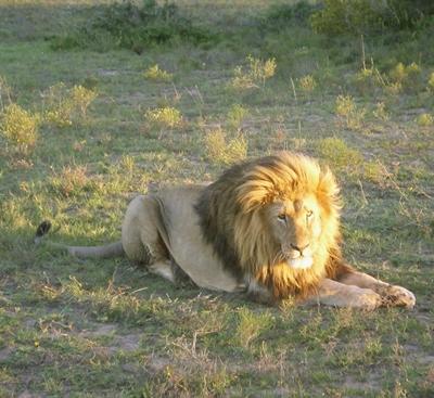 Löwe auf der Safari Südafrika Journalismus Loewe
