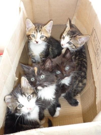 Süße Katzen Süße Katzen