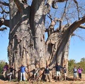 naturschutz-südafrika-baum naturschutz-südafrika-baum