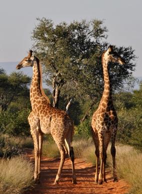 naturschutz-südafrika-giraffe naturschutz-südafrika-giraffe