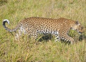 naturschutz-südafrika-leopard naturschutz-südafrika-leopard