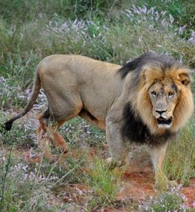 naturschutz-südafrika-löwe naturschutz-südafrika-löwe