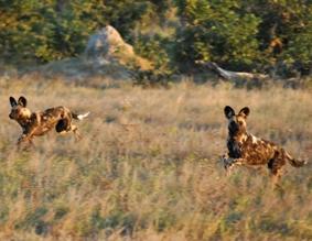 naturschutz-südafrika-wildhund naturschutz-südafrika-wildhund