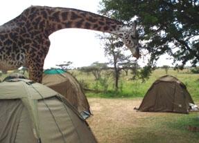 Giraffe in unserem Camp in der Serengeti tansania-sozialarbeit-serengeti