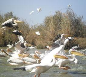 Pelikane im Nationalpark Djoudj senegal-menschenrechte-pelikane