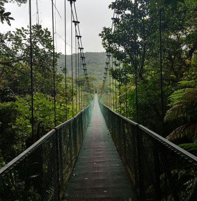 Regenwald in Monteverde Natur von Monteverde, Costa rica