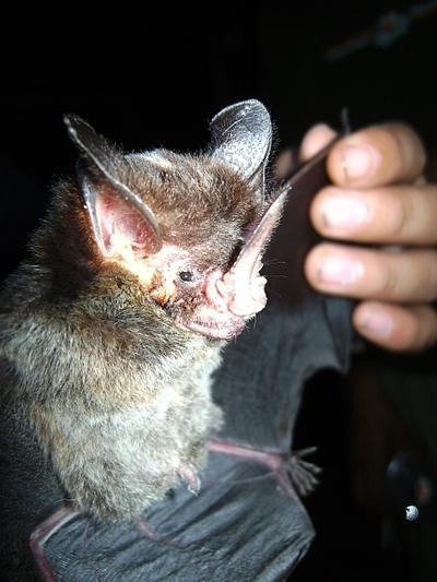 Fledermaus Fledermaus
