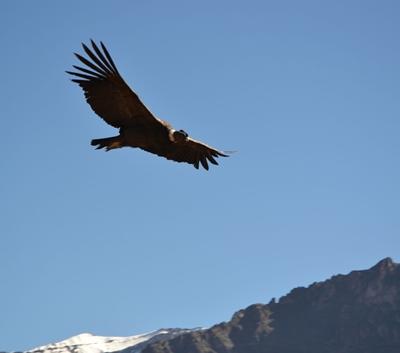 Ein Andenkondor beim Flug über den „Canon de Colca“ peru-unterrichten-andenkondor