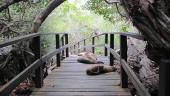 Die Insel Isabela ecuador-galapagosinseln