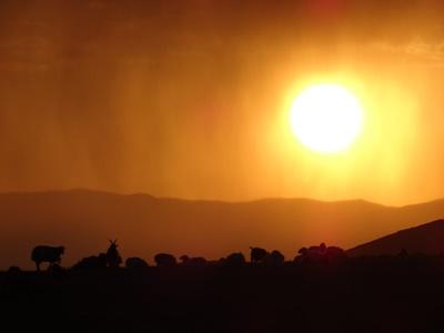 Sonnenaufgang mit der Herde Nomaden-Projekt Mongolei, Projects Abroad