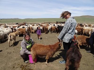 Monja beim Melken Nomaden-Projekt Mongolei, Projects Abroad