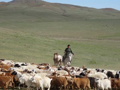 Nachbarin beim Treiben der Herde Nomaden-Projekt Mongolei, Projects Abroad