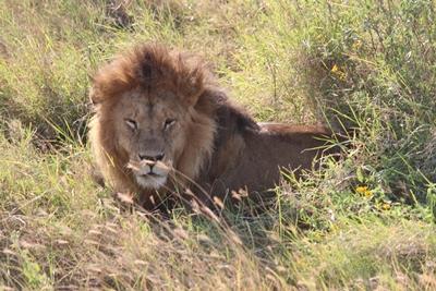 Löwe auf Safari tansania-medizin-lowe