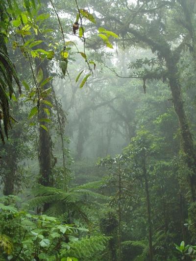 Nebelwald Santa Elena costa-rica-sozialarbeit-regenwald