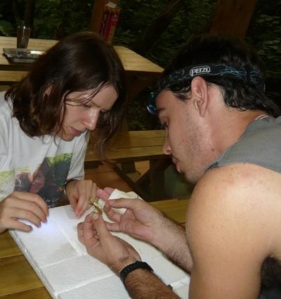 Saskia und Rich beim Präparieren der Schmetterlinge Naturschutz Costa Rica Schmetterlinge