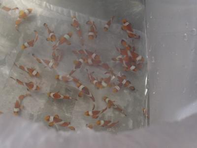 Fische Fische