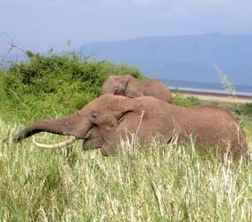 Elefanten Tansania, Sozialarbeit Elefant