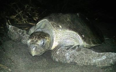 Olive Ridley – auf meiner ersten Nachtpatrouille Mexiko-Naturschutz-Nachtpatrouille