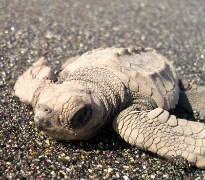 Ein frischer Schlüpfling Mexiko-Naturschutz-Schildkröte