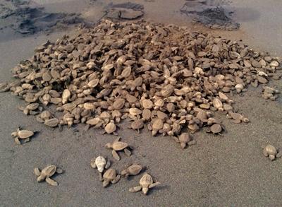 Freilassen der Schlüpflinge Mexiko-Naturschutz-Schildkröten