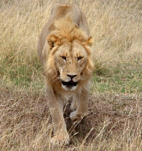 Wahnsinns Erlebnis auf der Safari tansania-unterrichten-safari
