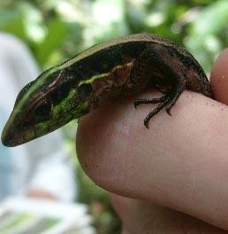 Ein Gecko auf der Hand Naturschutz Peru Gecko
