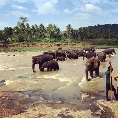 Smukke elefanter i Sri Lanka På elefanttur i Sri Lanka