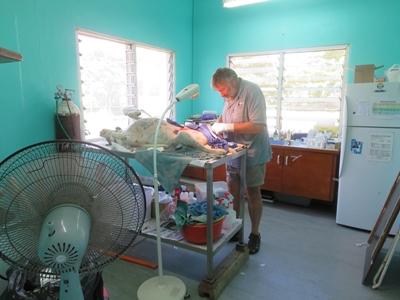 Veterinary placement Veterinary placement