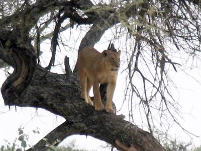 Lion on safari